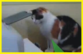 gatoimpressora